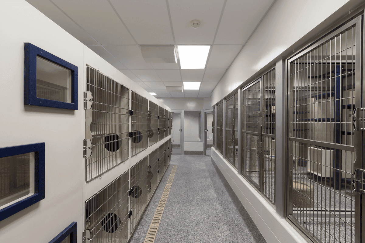 Veterinary Clinics in Miami Embrace Booking-Centric Website Designs (2025)